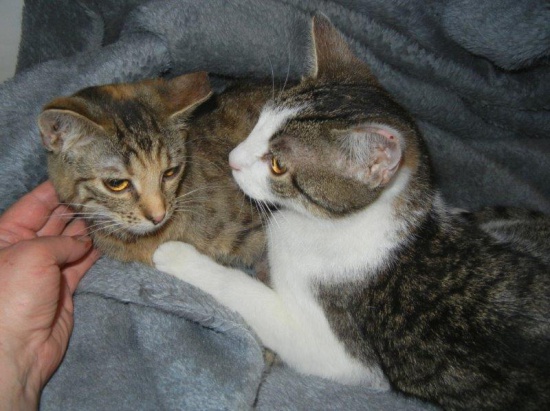 Laura i Filon