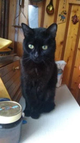 Nero dystyngowany kocur szuka domu